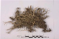 藏品(分枝石蕊)的圖片